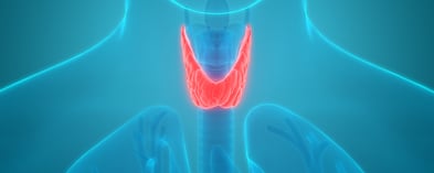 Understanding Thyroid Hormones: Functions and Imbalances