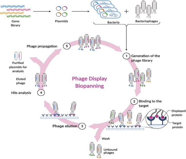 Phage Display Biopanning - Diaclone