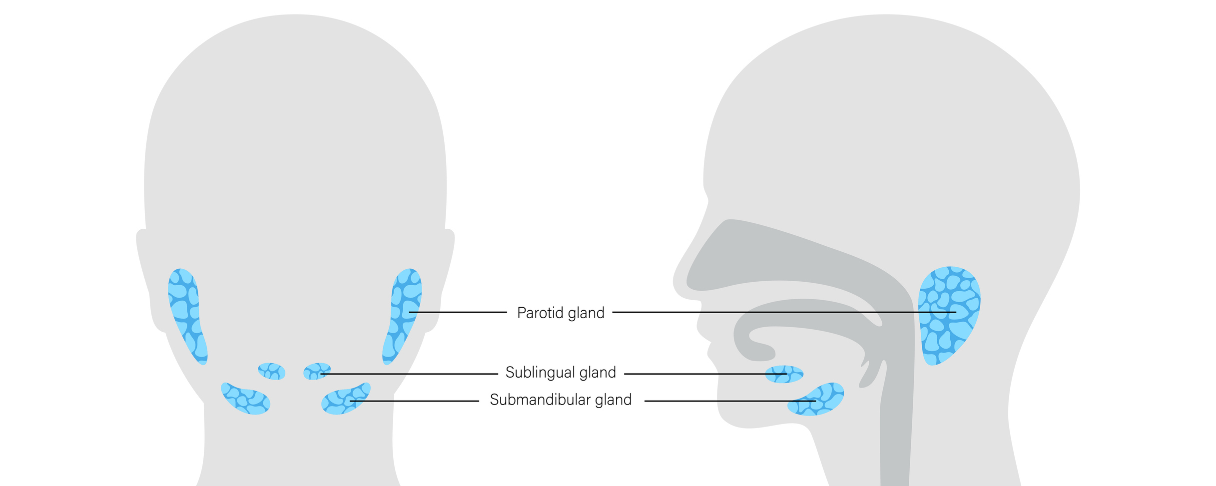 Salivary Gland, Mouth & Throat