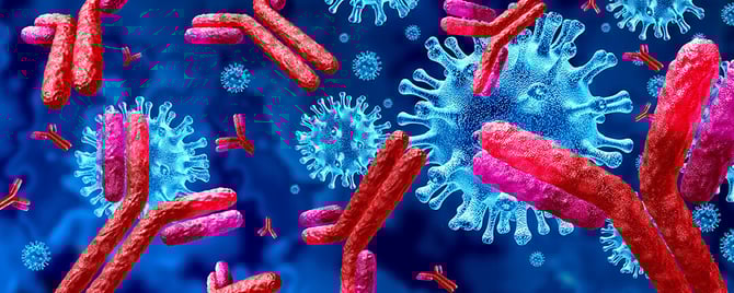 Scalability Case Study: 1 kg of Human igG-Binding Antibody