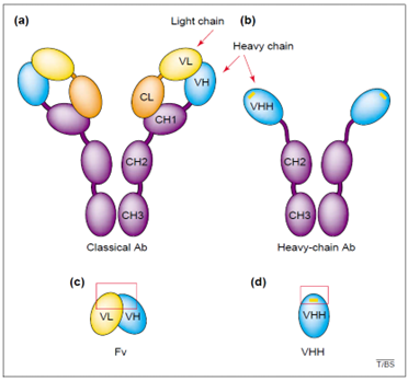 Schematic representation of  a classical antibody,  a heavy-chain antibody of camelids, and  their respective antigen-binding fragments.