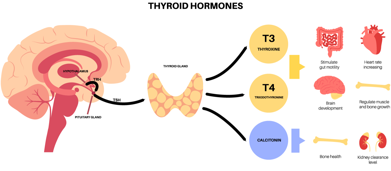 diagram representing the breakdown of the thyroid hormone